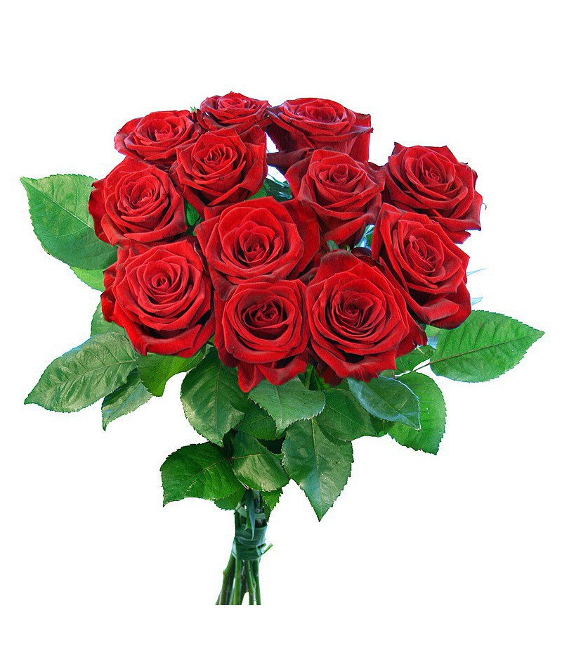 red-roses-brno