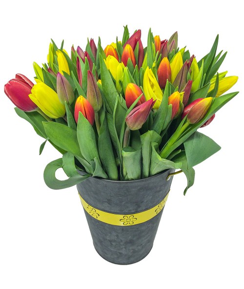 50 tulipánů mix