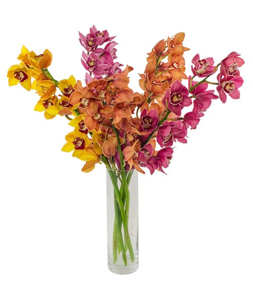 Orchid cymbidium