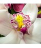 Orchid cymbidium