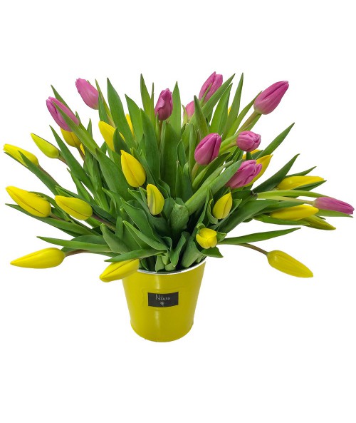 30 colourful tulips