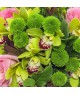 kytice-orchideje-ruze