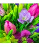 jarni-frezie-irisy