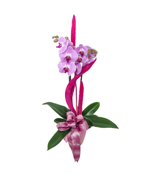 Fialový Phalaenopsis